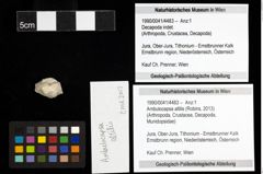 Foto (Objekt + Etiketten) von Ambulocapsa altilis (Robins, 2013) 